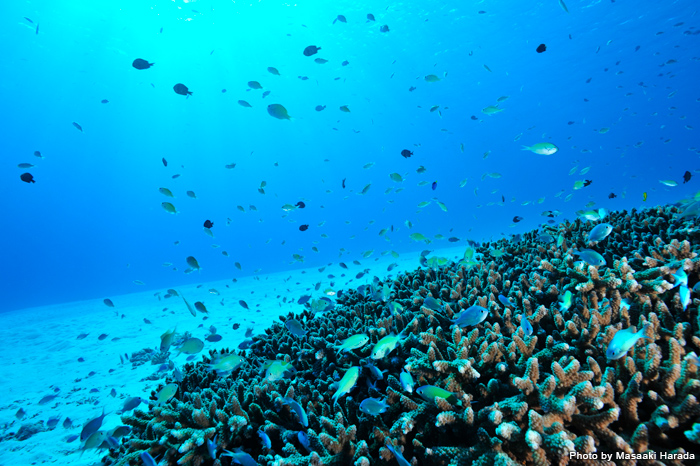 ケラマブルーの海に、サンゴやスズメダイがきらめく水中にどんなダイバーも魅了されます