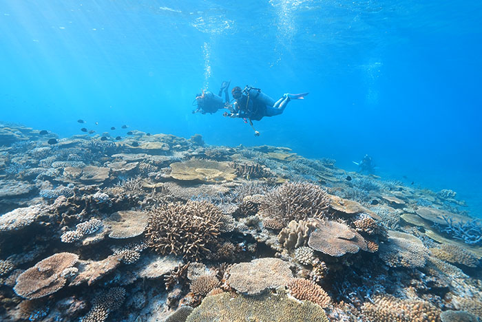 阿嘉島の北に位置する「伊釈加釈」はウミガメがよく見られるスポットでも有名ですが、サンゴ礁がとにかく見事！