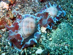 【八丈島】今日も気分が良くなる海です!