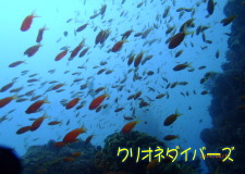 久しぶりの青い海でストレスフリー!