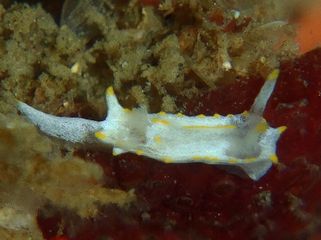 コトヒメウミウシがよく出る