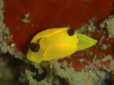 Yellow Photo