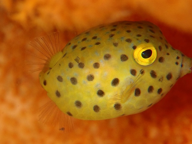 コトヒメウミウシがよく出る