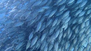 素晴らしい天気、海況も抜群のサイパンです