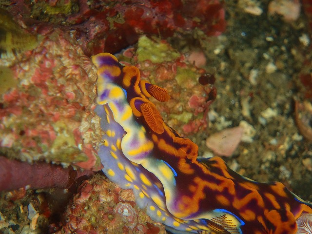 久×2のマクロ探しDive