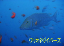 台風18号が通過して2日後の田子