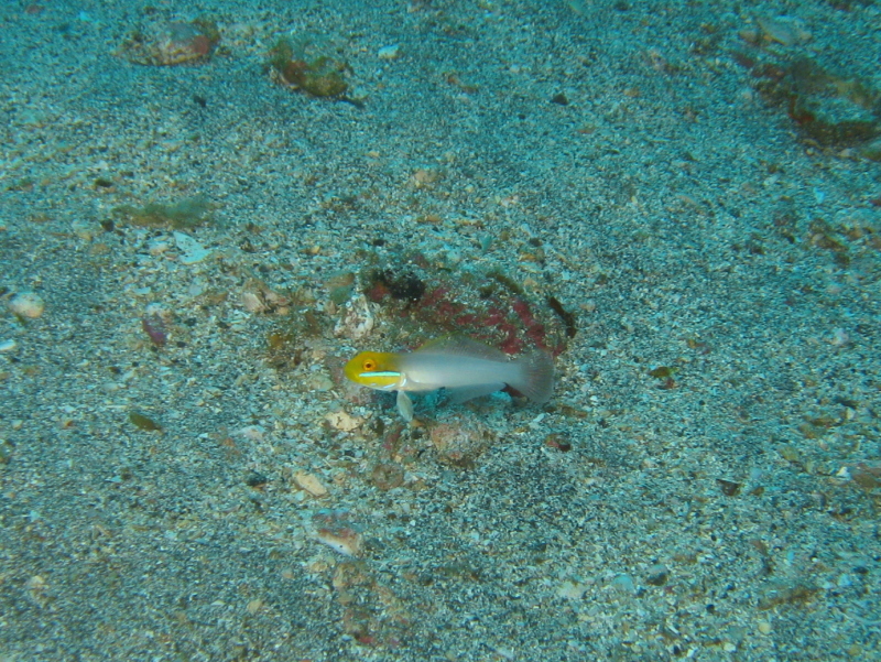 ダイバーの好みを知ってる海です!