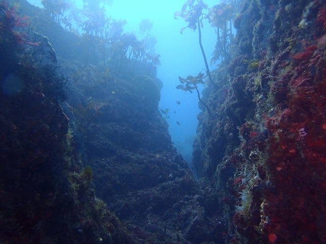 メチャ透き通る湘南!