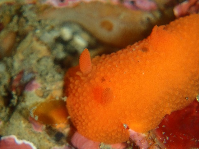 メチャ透き通る湘南!