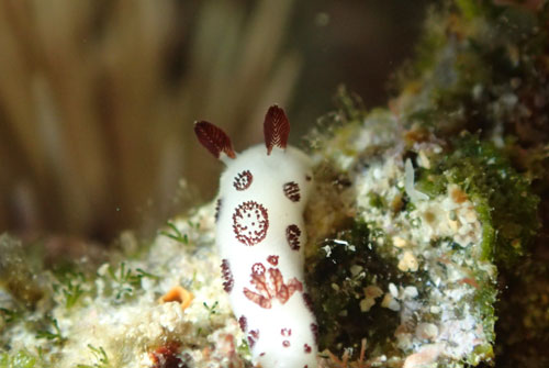 ウミウシはざっくざっく。<奄美大島より>