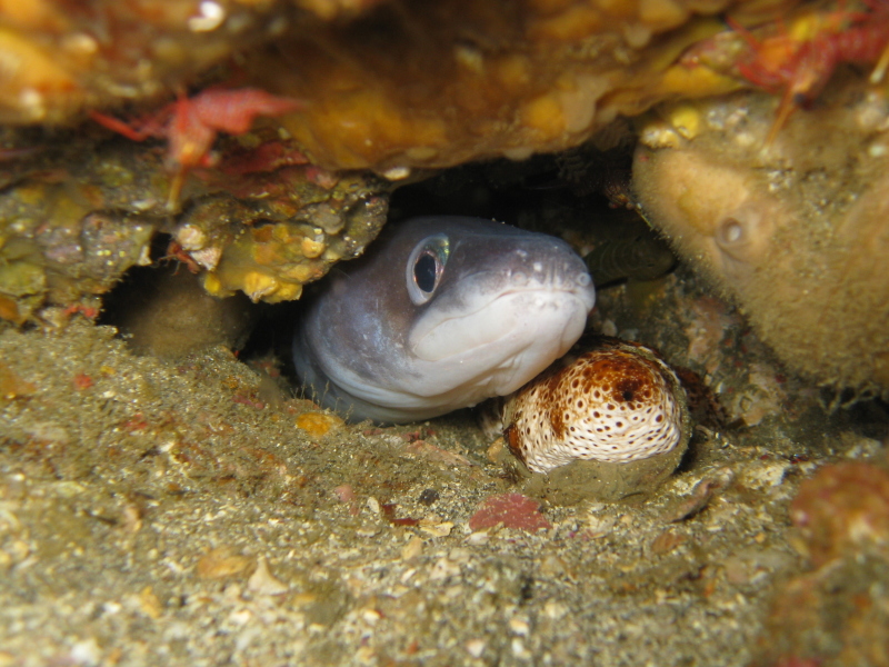 べた凪の海へ