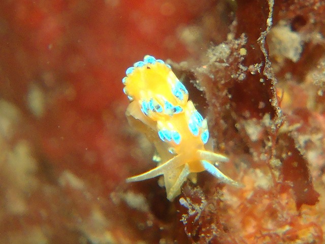荒れる前の楽園に飛込んだ