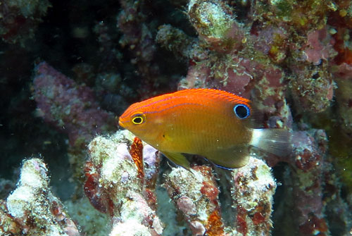 春です!幼魚です!<奄美大島より>