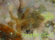 浮遊物少なく透視度UP/田子ダイビング海情報
