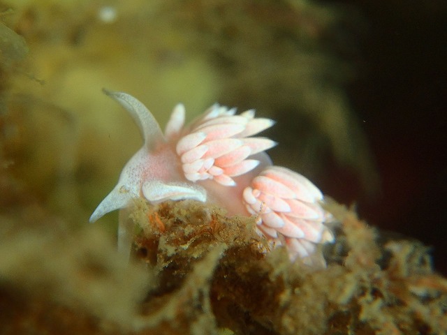 落ち着いた海