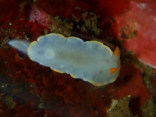 お宝満載湘南の海!!