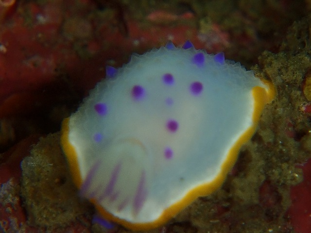 ウミウシさんの変わりめ