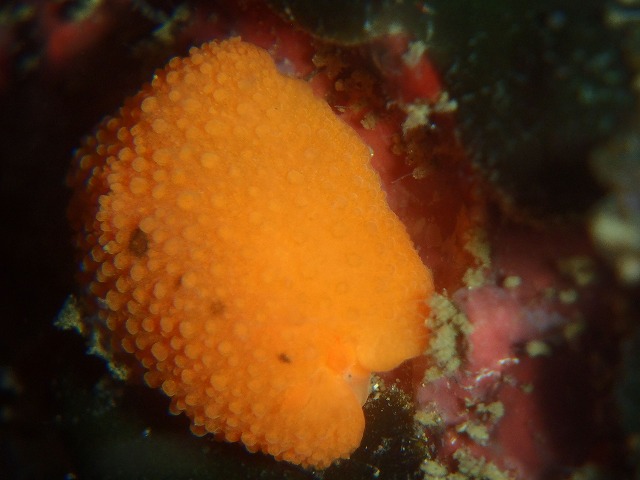 味噌汁の中でDiving