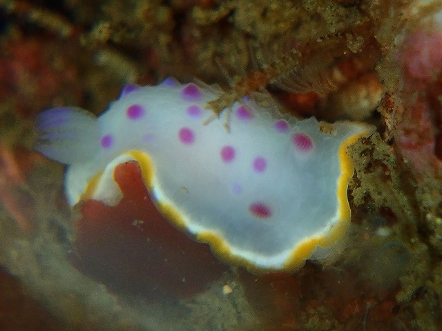 お宝満載湘南の海!!