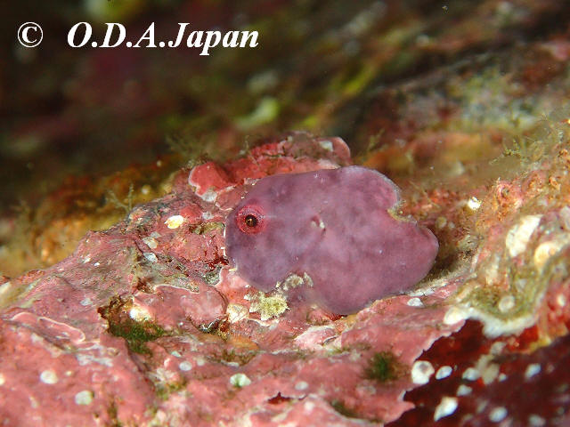 ダンゴもカメも!!