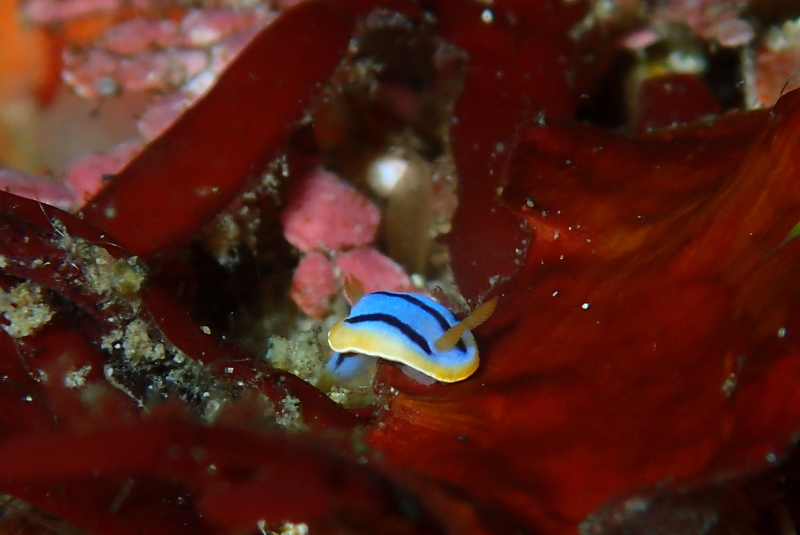 マクロ生物ならおまかせ!