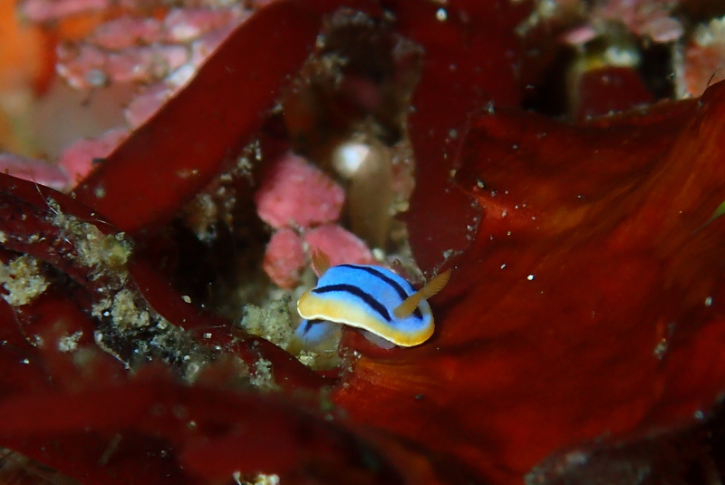 マクロ生物ならおまかせ！