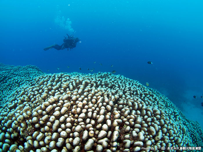 どこまでも続くサンゴはまさに海の生命力そのもの。白化から何度も再生するサンゴに感動！