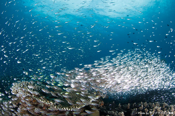 大自然を残す奄美の海には想像を超える生き物の数！　これだけ見せつけられたら一瞬でトリコになっちゃいますね