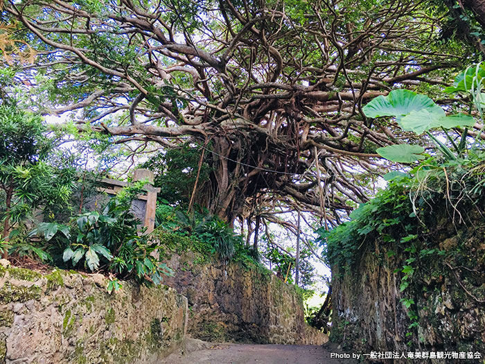 繁殖力の強さから「幸運の木」とも呼ばれるガジュマルは、徳之島のあちこちで見られますが、阿権（あごん）のガジュマルは樹齢300年ともいわれています。また、長寿の島、徳之島の象徴でもあります