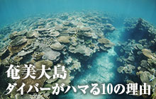 奄美大島ダイバーがハマる理由10