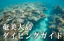 奄美大島ダイビング基本情報