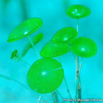 「人魚のワイングラス」とも呼ばれるカサノリは希少な海藻の一種