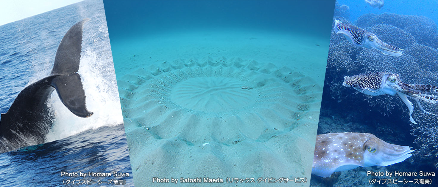 奄美大島 龍郷 春の海の魅力を現地ダイビングガイドが語る エリア情報 Marine Diving Web マリンダイビングウェブ