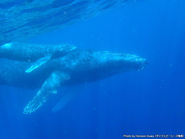 水中で出会った親子クジラ。その大きさに圧倒され、言葉を失う。この感動をぜひ味わってほしい