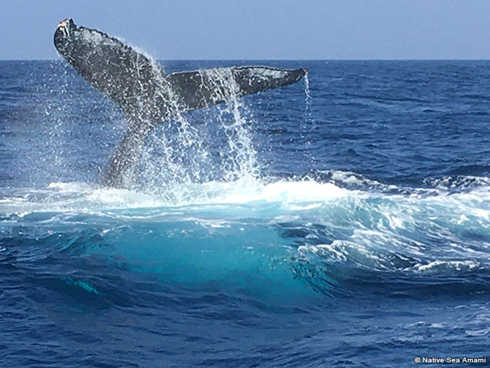 ザトウクジラは潜降していくときもダイナミック。尾ビレを上げただけでこれだけの分量の海水が動くということは、尾ビレそのものもとても大きいことにほかならない
