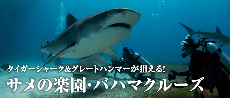 サメの楽園バハマで潜る夢のダイブクルーズを解説 エリア情報 Marine Diving Web マリンダイビングウェブ