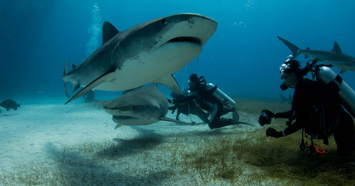 サメの楽園バハマで潜る夢のダイブクルーズを解説 エリア情報 Marine Diving Web マリンダイビングウェブ