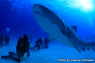 透明度の高いバハマの海では、ノーストロボでもサメの写真が撮れる