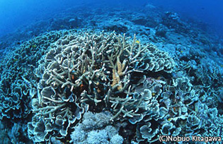 大物のイメージが強いバリ島だが、実は群生するサンゴもこんなにキレイ！　ドリフトで流しているだけで気持ちがいい 