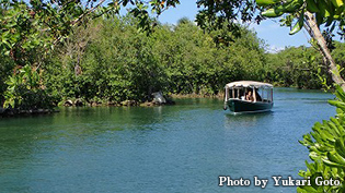 マングローブの間をくねくねと連なる水路を利用して、ボートクルーズも開催されている。クルーズ中、熱帯の植物を見られるほか、バードウオッチングやイグアナウオッチングも楽しめる