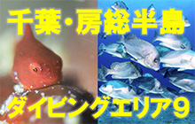 千葉・房総半島ダイビングエリア９