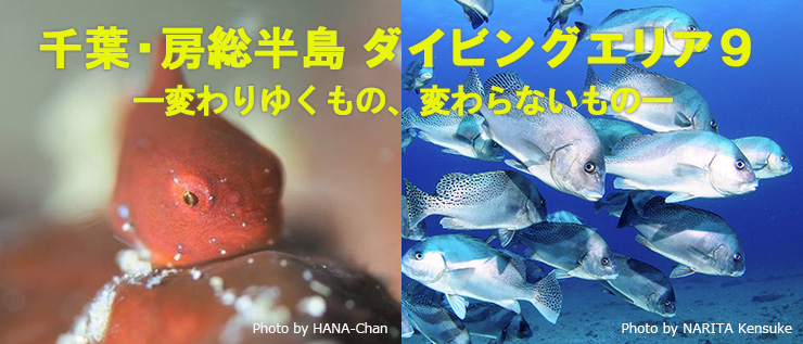 千葉・房総半島ダイビングエリア９