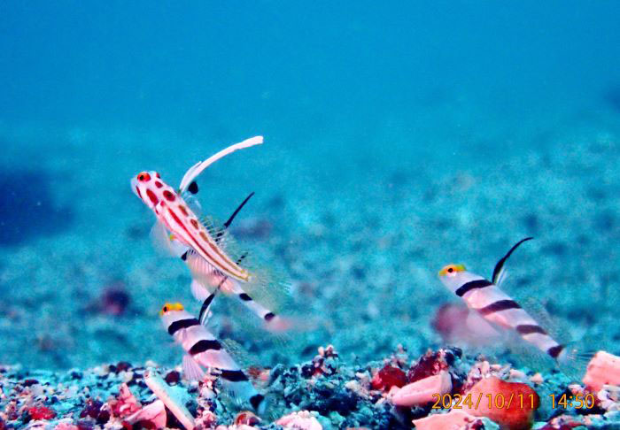 ヤシャハゼとヒレナガネジリンボウ。これまでは見られなかった光景（撮影／鈴木 哲）
