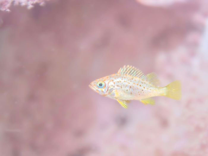 アカメバルの幼魚（撮影／ヒロ）