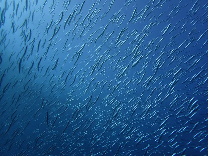 撮影者：コズさん、撮影日：2025年12月30日、撮影スポット：「マグロ根」、生物名：イワシ、撮影時の状況：水中から群れ越しに水面を見上げたところ