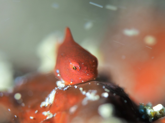 撮影者：はなちゃんさん、撮影日：2025年５月、撮影スポット：「新浜」、生物：ダンゴウオ