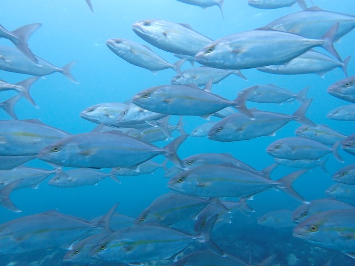 撮影者：くぼっちさん、撮影日：2025年10月頃、撮影スポット：「志村ビーチ」、生物：カンパチ、撮影時の状況：ダイビングの終盤、浜に戻る途中の水深３mぐらいの浅場で遭遇して、思わず撮影しました。