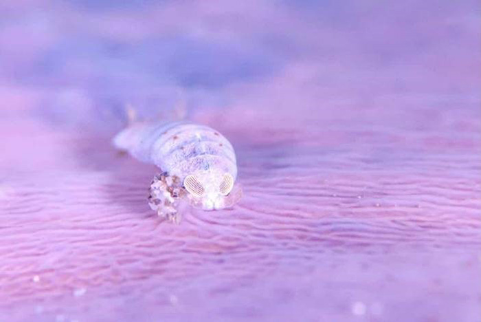 撮影者：あんちびさん、撮影日：2025年11月16日、撮影スポット：「浮島・ノースエンド」、生物：グソクムシの仲間、撮影時の状況：シビレエイに噛みつくように付着していたグソクムシの仲間を捉えた一枚。個体は非常に小さく、オーナーが発見した後、メインガイドとともにじっくり撮影しました。勝山でも珍しいシーン。マクロの奥深さを感じた出会いでした。