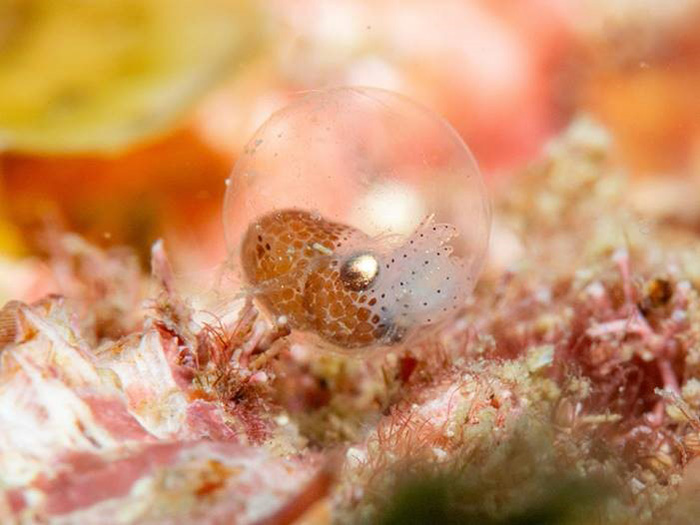 撮影者：《かっちゃまダイビングサービス》ヒロさん、撮影日：2025年４月20日、撮影スポット：「浮島・ノースエンド」、生物：ミミイカの仲間（卵）