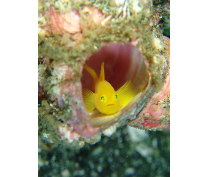 撮影者：ナルピョンさん、撮影スポット：「ゴビーズ」水深15m、生物：ミジンベニハゼ、撮影時の状況：「ミジンベニハゼがいるよ」と連絡をもらい潜りに行くと、フジツボの中になんと13個体も！　中にはペアになっている個体もいて、ここだけで２ダイブも潜ってしまいました。